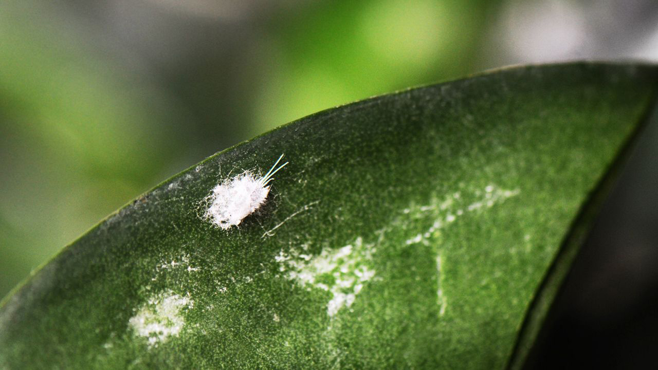 Cochinillas: una de las plagas más comunes en plantas de interior.