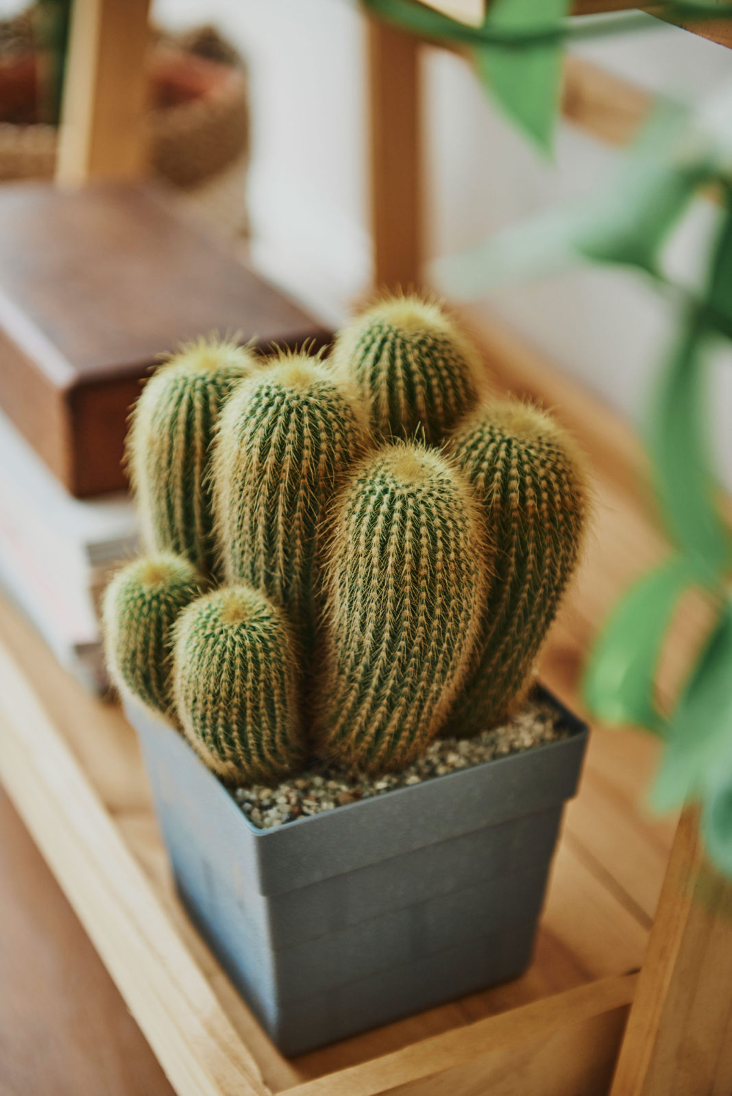 Cactus en una maceta decorando un espacio.