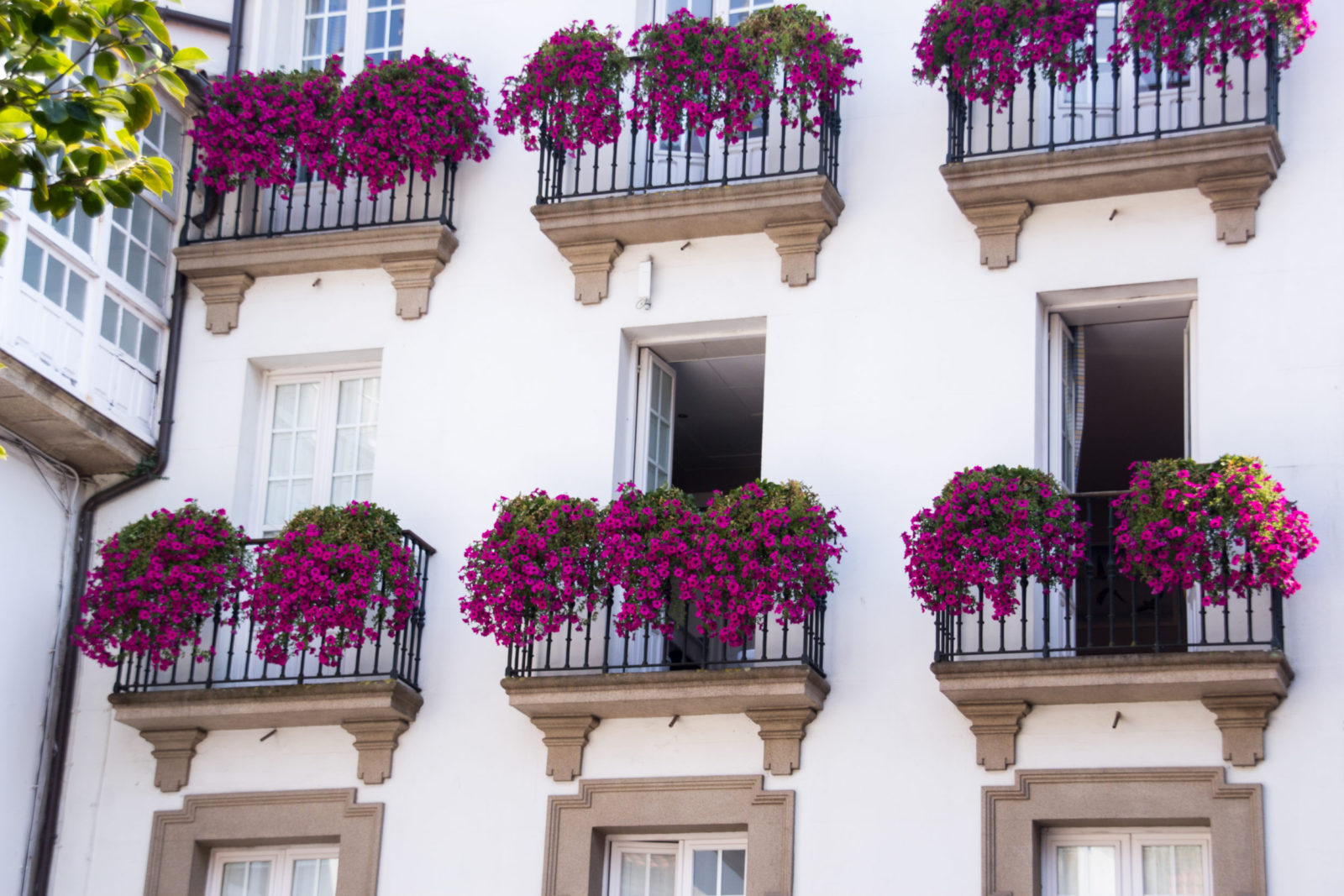 Plantas ideales decorando un balcón o terraza